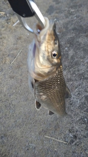 ニゴイの釣果