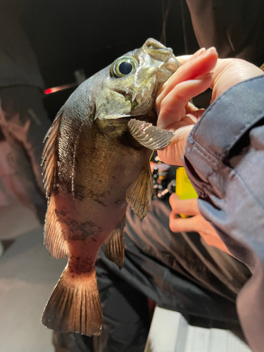 シロメバルの釣果