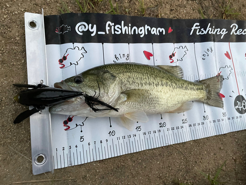 ブラックバスの釣果