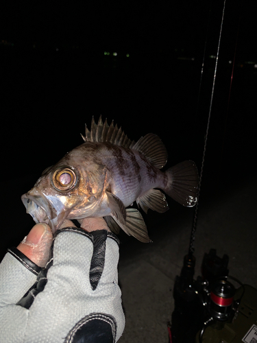 メバルの釣果