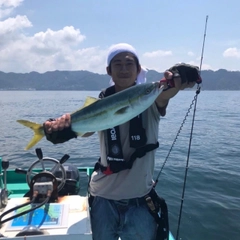 イナダの釣果