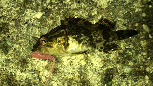 タケノコメバルの釣果