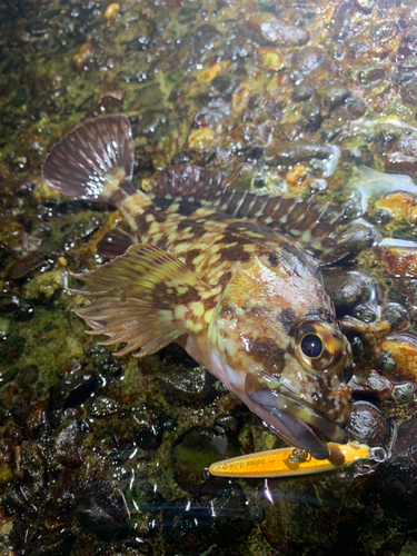 カサゴの釣果