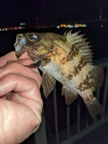 メバルの釣果