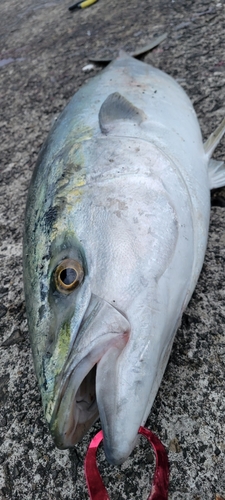 ブリの釣果