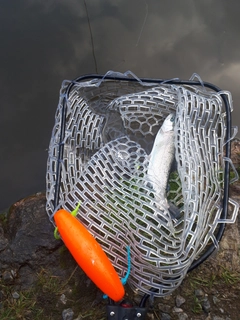 ニジマスの釣果