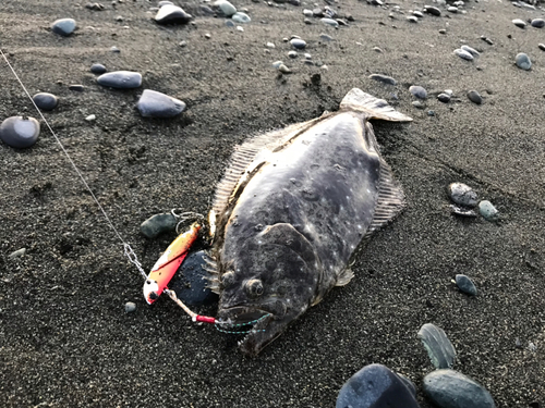 ソゲの釣果