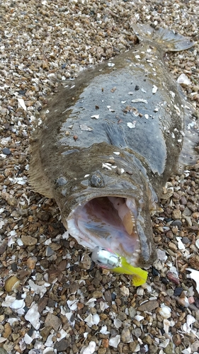 ヒラメの釣果