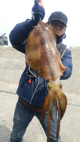 アオリイカの釣果