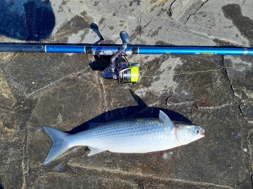 ボラの釣果