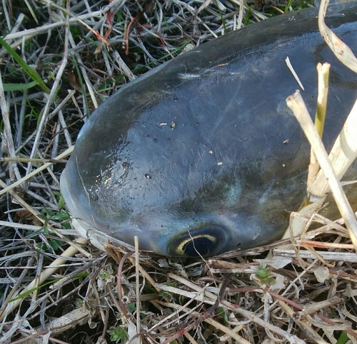 ボラの釣果