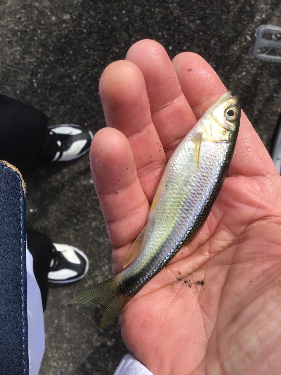カワムツ
