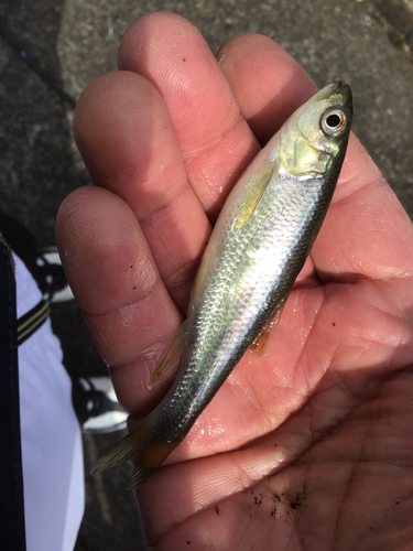 カワムツの釣果