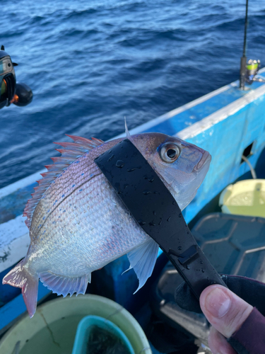 ハナダイの釣果