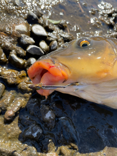 コイの釣果