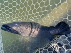 ブラウントラウトの釣果