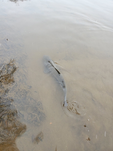 ニゴイの釣果