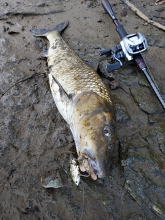 ニゴイの釣果