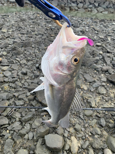 セイゴ（タイリクスズキ）の釣果