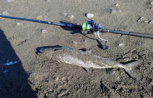 サゴシの釣果