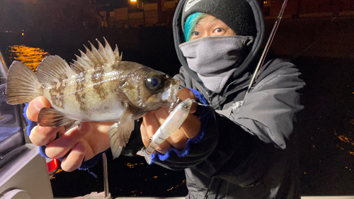 クロメバルの釣果