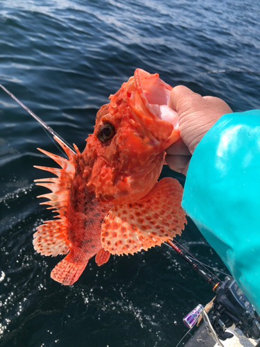 オニカサゴの釣果