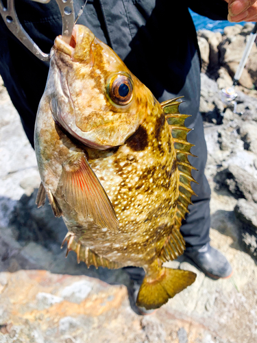 アイゴの釣果