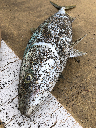 ブリの釣果