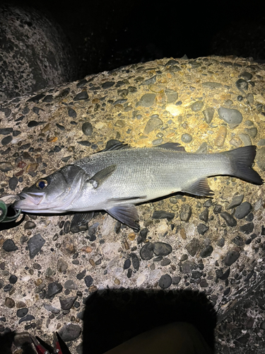 ヒラスズキの釣果