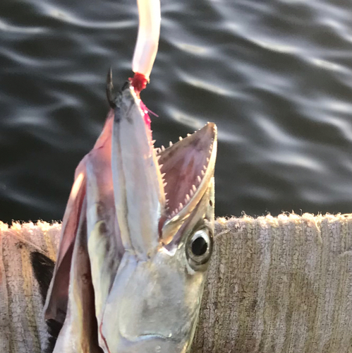 サゴシの釣果