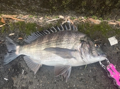 チヌの釣果