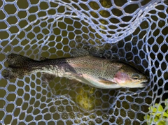 ニジマスの釣果