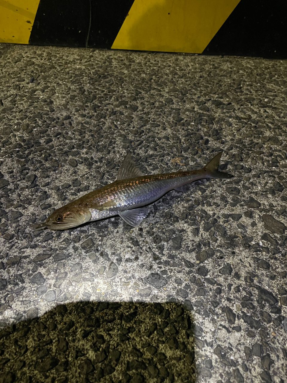アジ