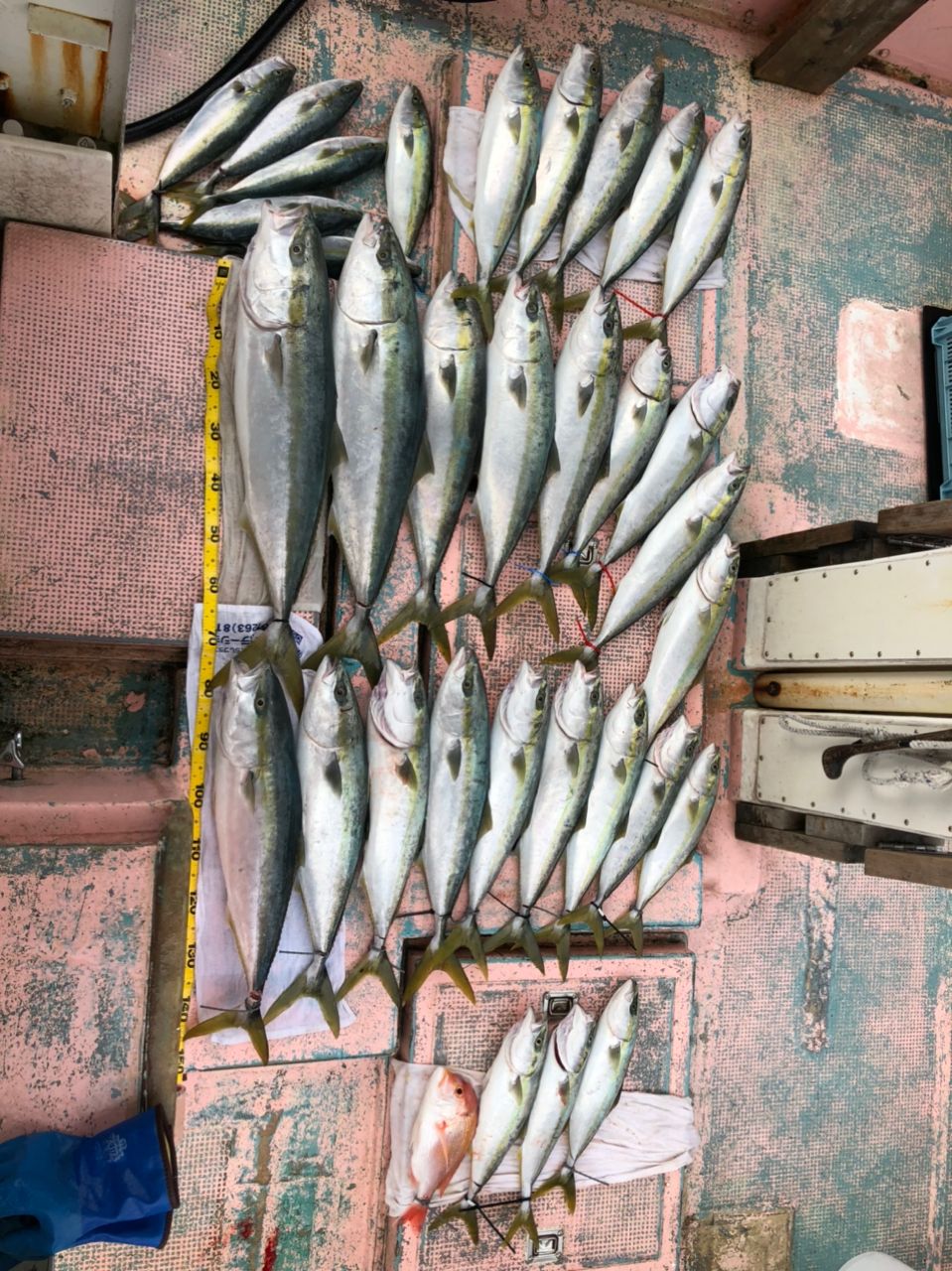 ９８jigingerさんの釣果 2枚目の画像