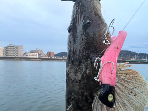 マゴチの釣果