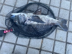 クロダイの釣果