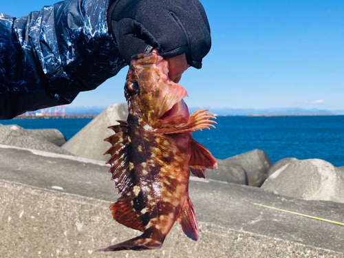 カサゴの釣果