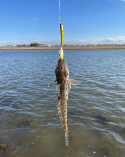 ハゼの釣果