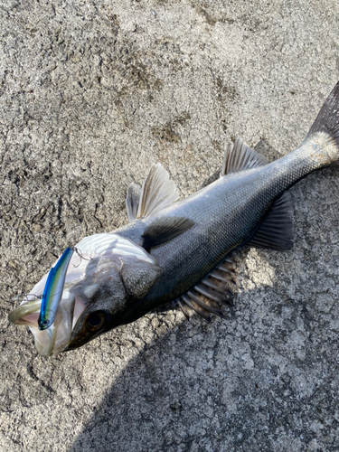 スズキの釣果