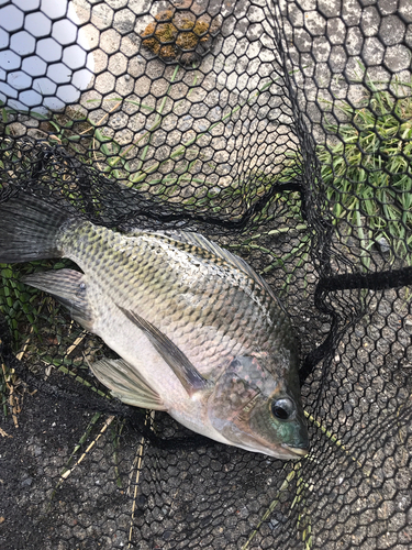 ナイルティラピアの釣果