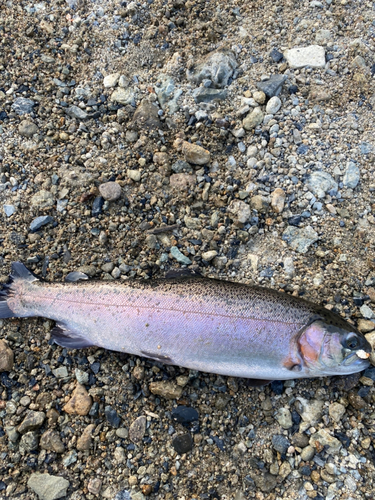 ニジマスの釣果