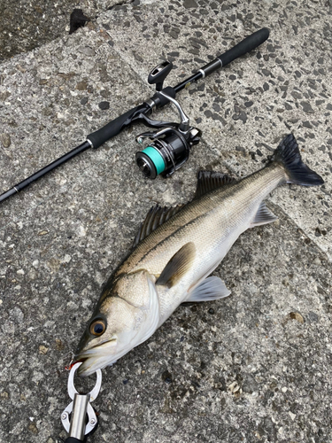 スズキの釣果