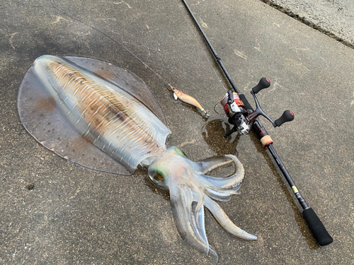 アオリイカの釣果