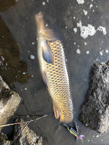 ノゴイの釣果