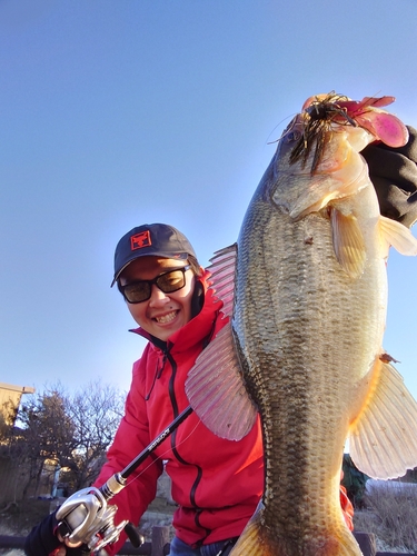 ブラックバスの釣果