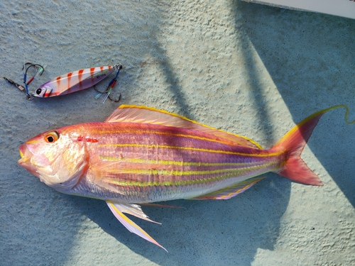 イトヨリダイの釣果