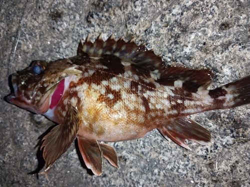 カサゴの釣果