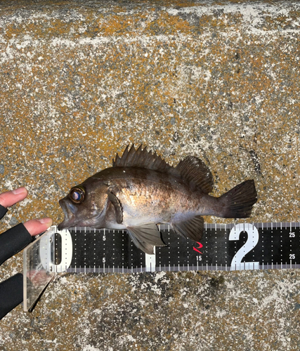 メバルの釣果