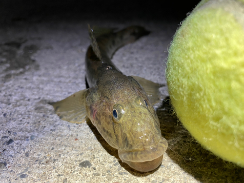 ハゼの釣果