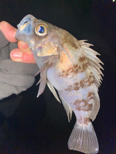 シロメバルの釣果